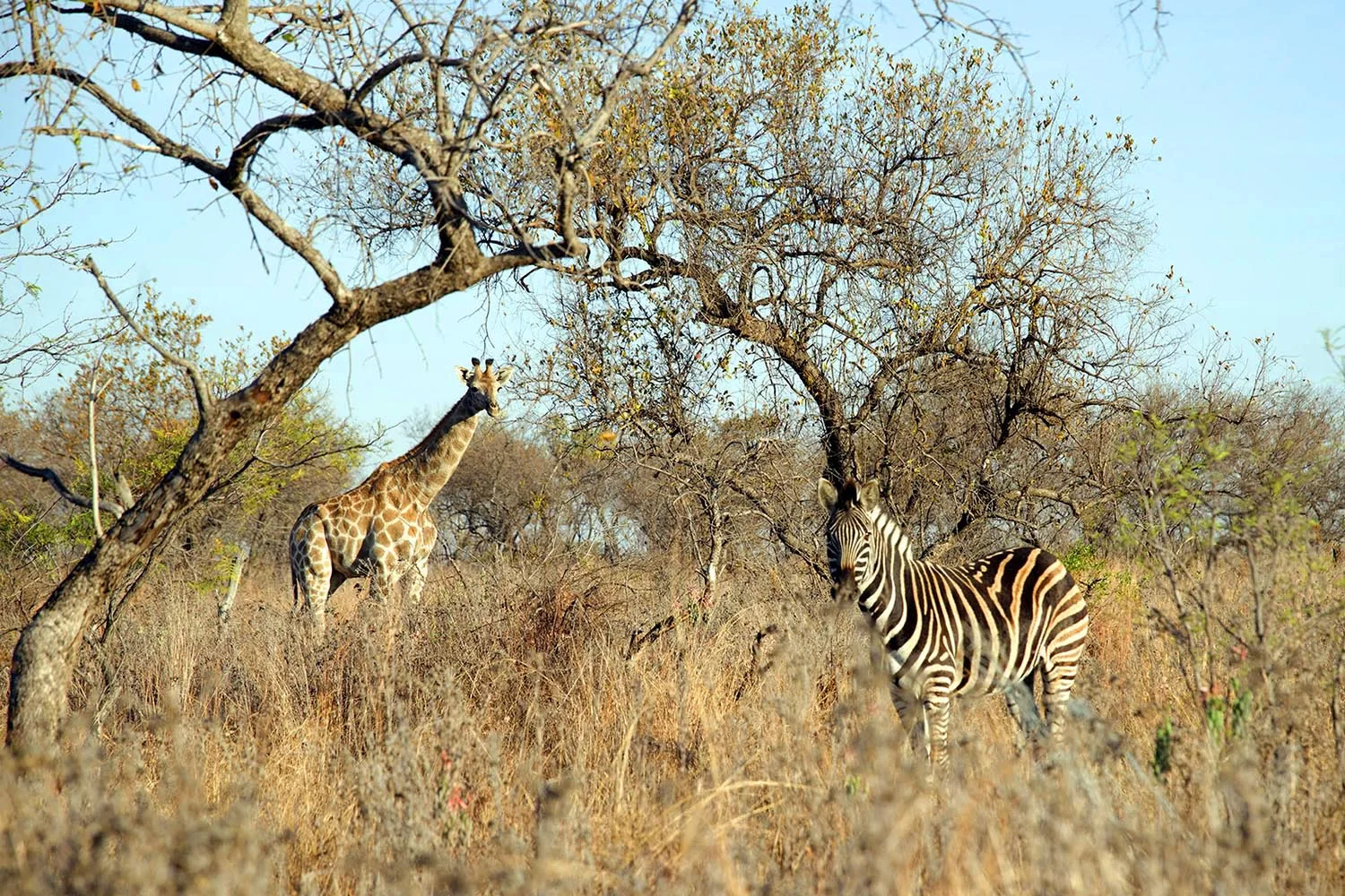 Giraffe und Zebra gemeinsam im Busch