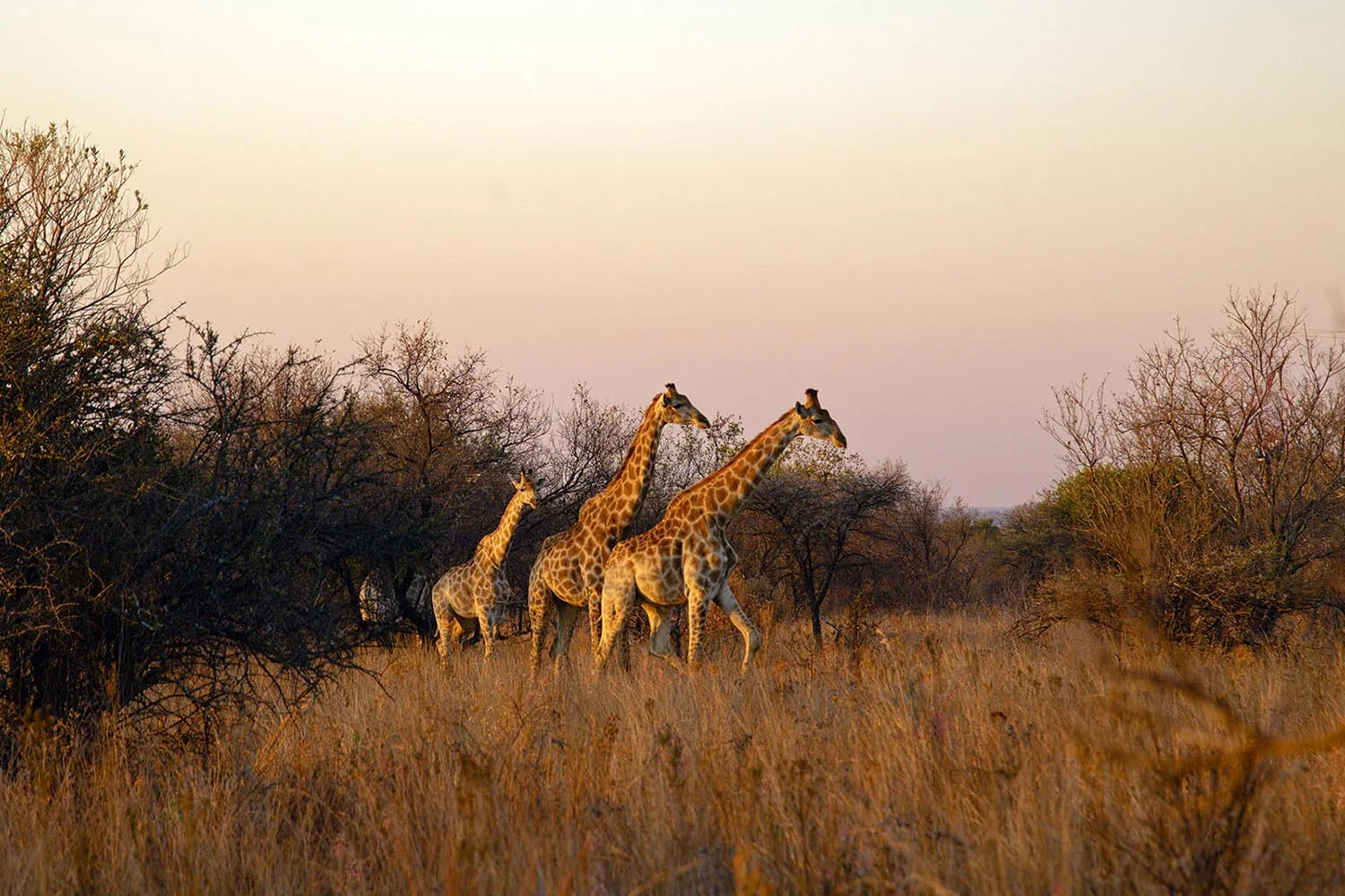 Giraffen durchqueren den Busch von Dinokeng bei Sonnenuntergang