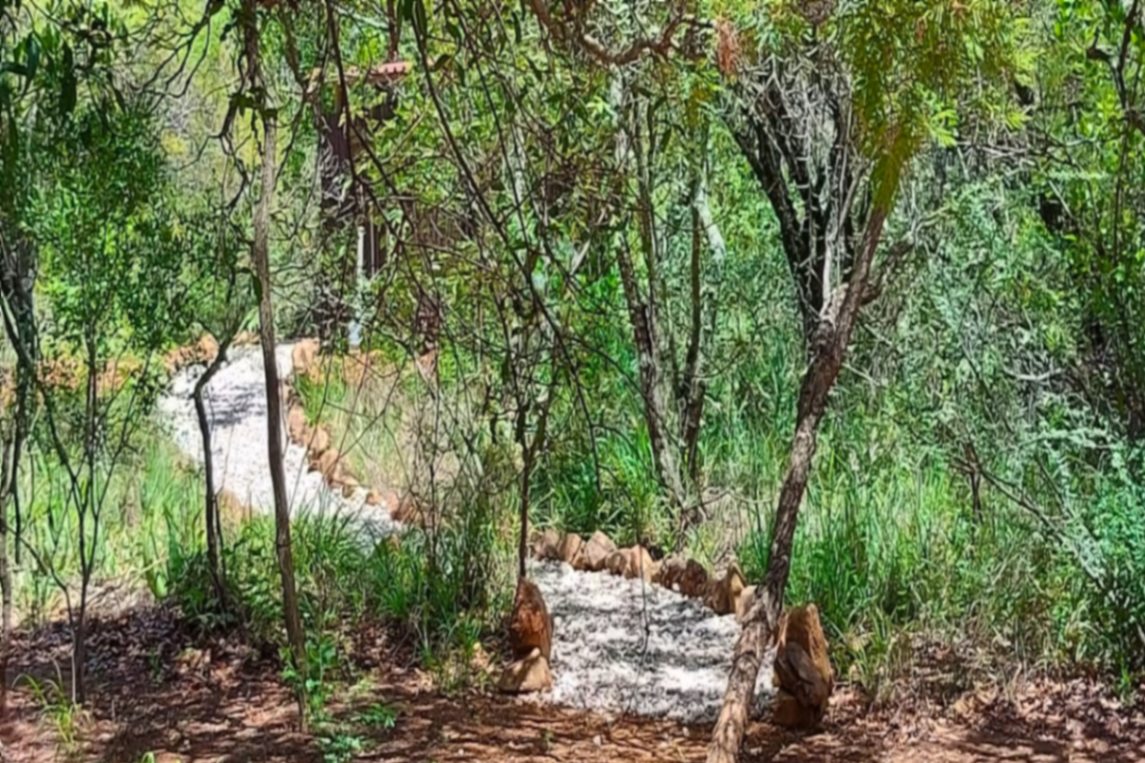 Path through the bush camp