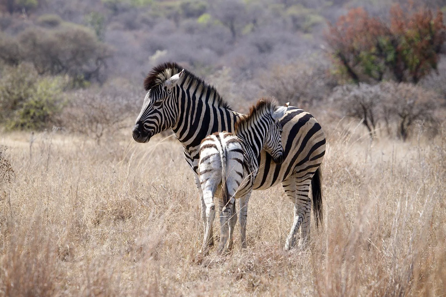 Zebras im offenen Grasland