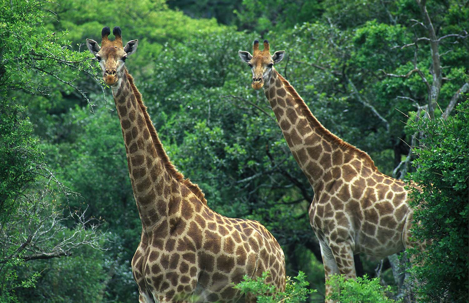 Giraffes browsing in the bush