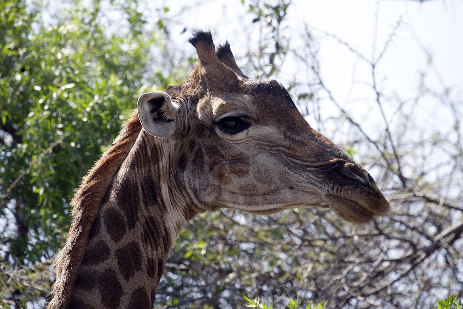 Nahaufnahme einer Giraffe während einer Pirschfahrt