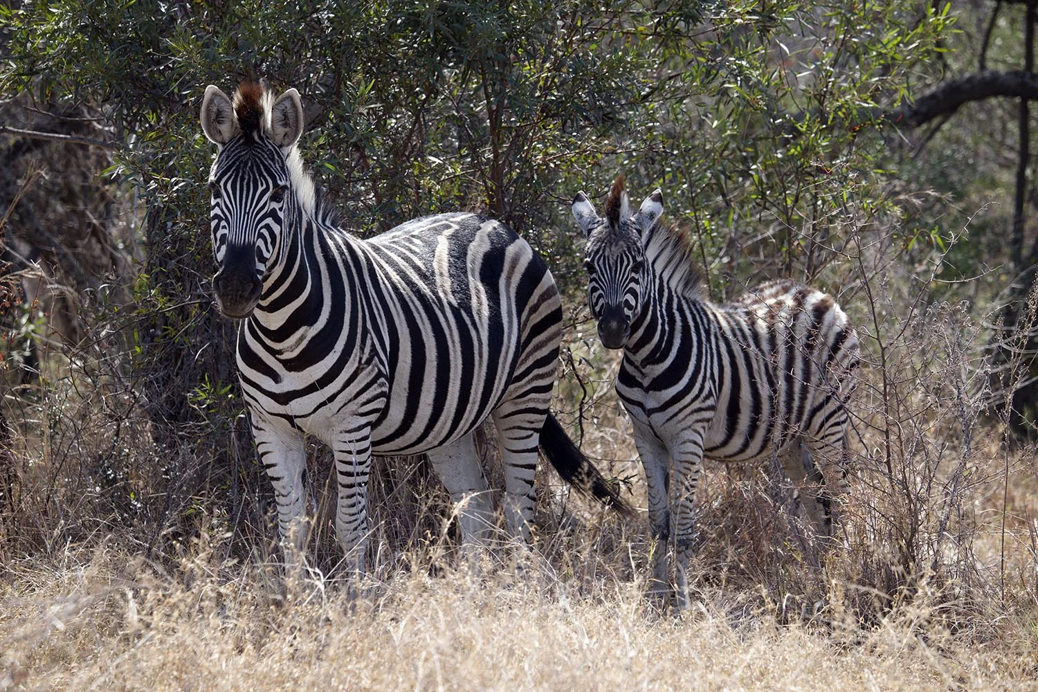 Zebra mit seinem Fohlen in Dinokeng