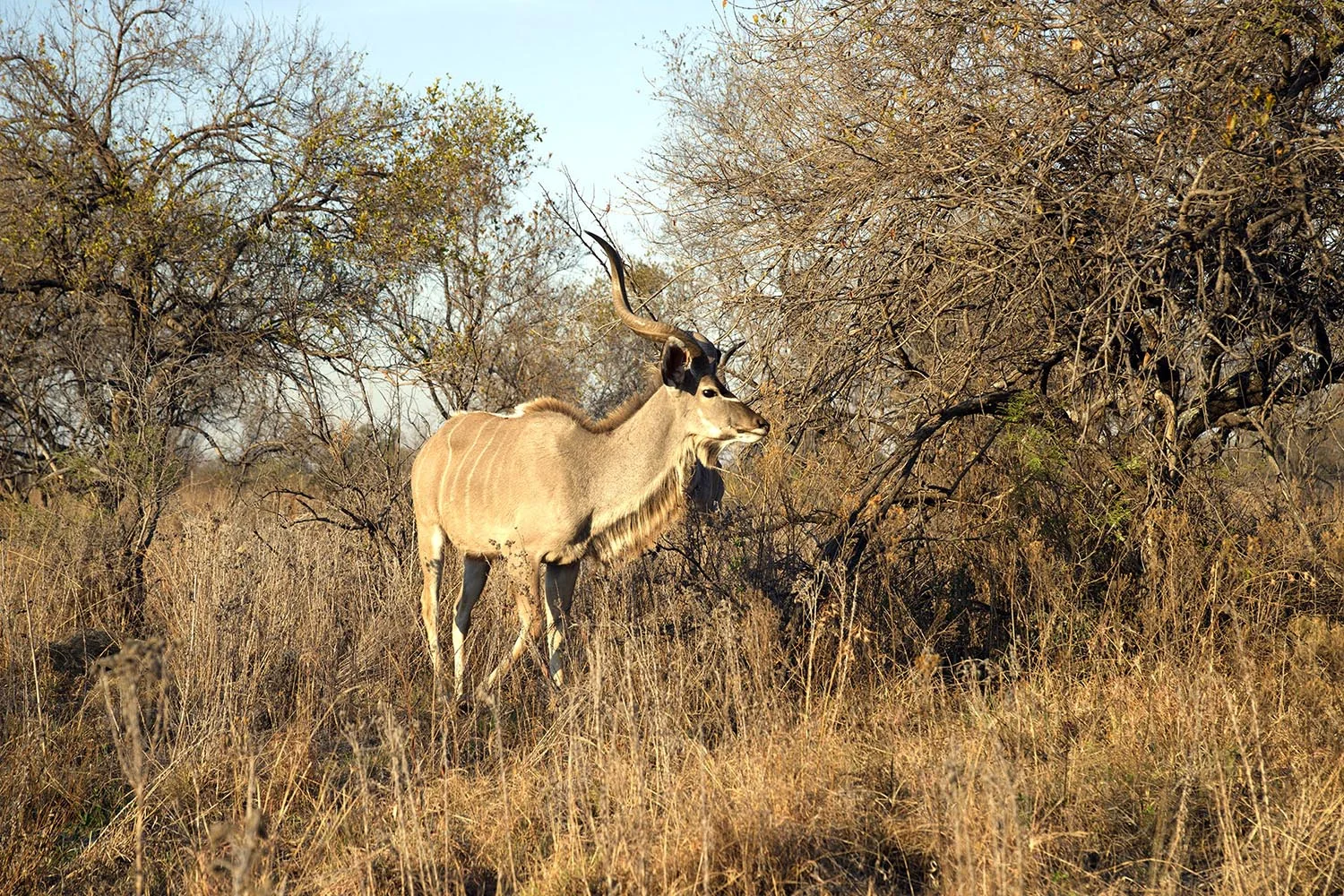 Kudu zwischen Bäumen in Dinokeng