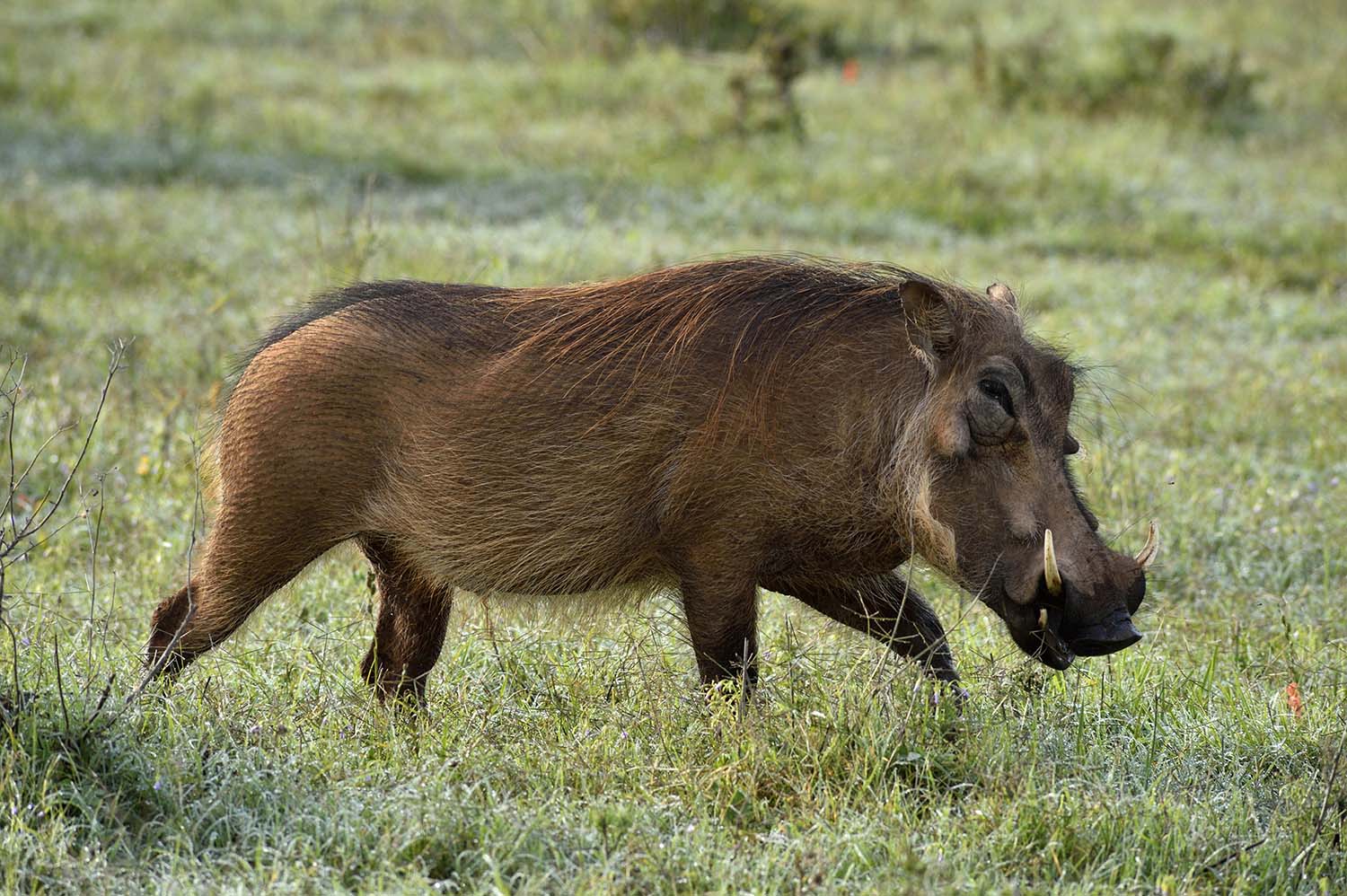 Warthog in the reserve