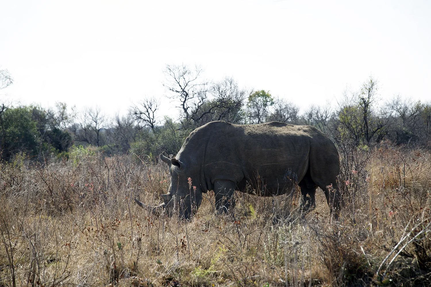 Breitmaulnashorn im Dinokeng-Wildreservat